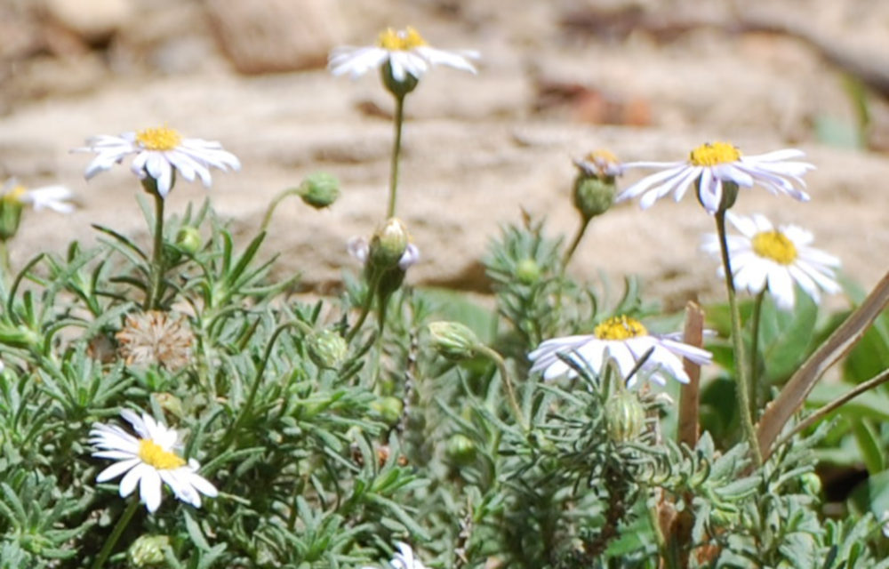 dall''Etiopia: Felicia sp. (Asteraceae)